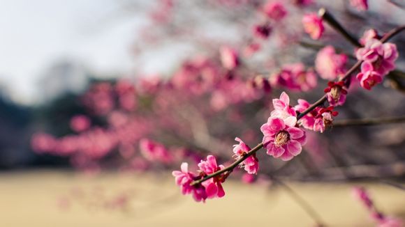 住宅如何摆放石头